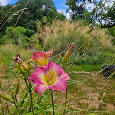 Benchmark + Stipa gigantea 20250628_112728.jpg