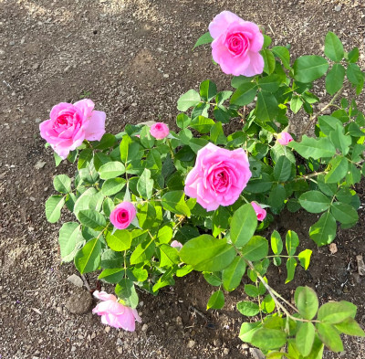 IMG_4089.jpeg
