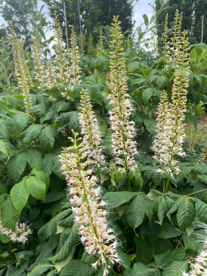 Aesculus parviflora Juni 2025.jpg