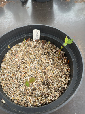 Lindera praecox Germination Juni 2025.jpg