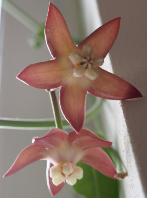 Hoya Imperialis