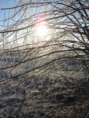 Linde_am_Wegesrand_im_Sonnenstrahl_2004.jpg