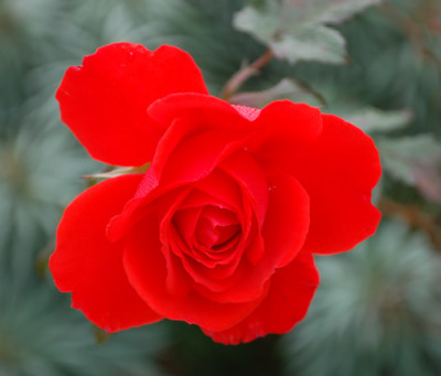 Kordes_Brillant_0010__1229.jpg