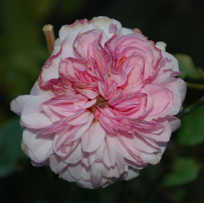 Bona_Weilschott_0013__1175.jpg