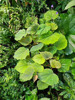 20250629_090754.jpg
