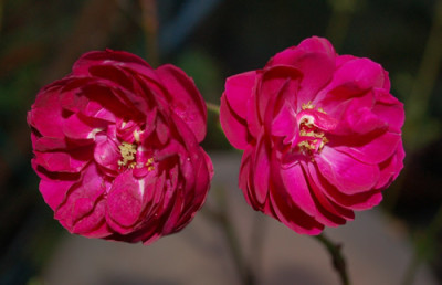 Geschwinds_Schoenste_0010__1191.jpg