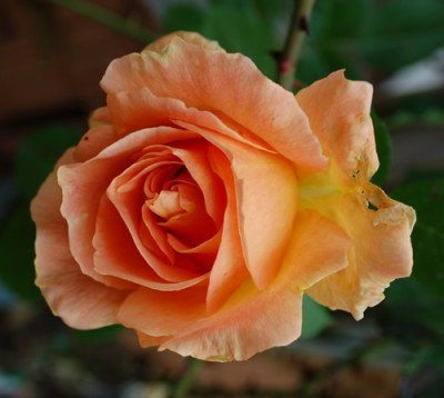 Polka_0010__1202.jpg