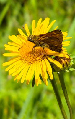20250628_170937 Ochlodes sylvanus Rostfarb Dickk.jpg