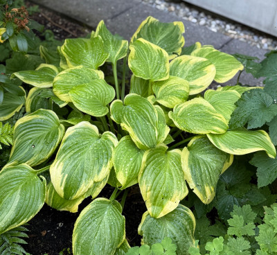 Hosta Hybride 'Fragrant Bouquet' von Borker, Danke