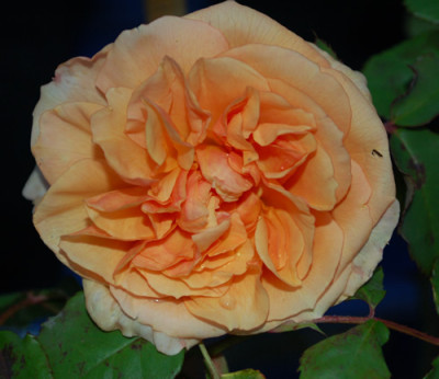 Versingny_0010__1178.jpg