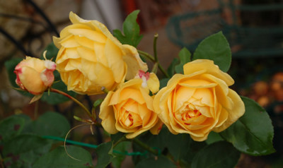 Graham_Thomas_0010___1220.jpg