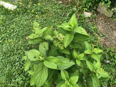 Hydrangea paniculata 'Bloody Marie' nach Hagel.jpg