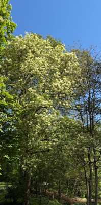 Fraxinus ornus