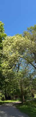 Fraxinus ornus