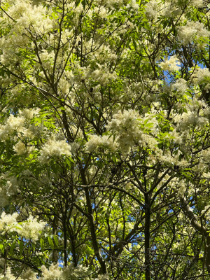 Fraxinus ornus
