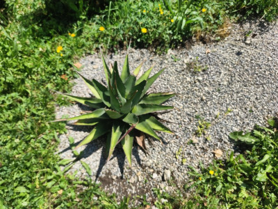 Agave mit Mittagsblumen.jpg