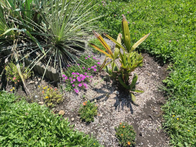 Nadelpalme mit Halda.jpg