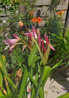 Crinum