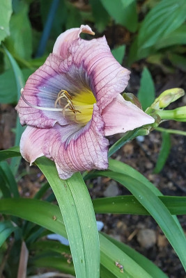 Hemerocallis Blue Flirt