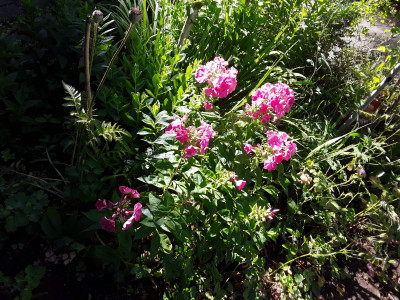 Phlox
