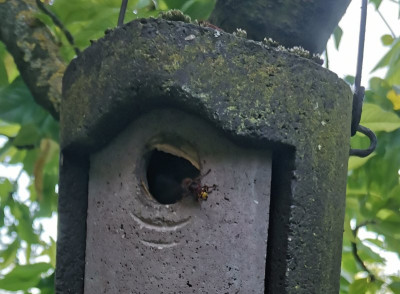 Hornisse Nest kühlen.jpeg