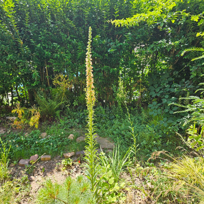 Digitalis ferruginea 20250630_110646.jpg
