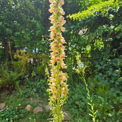 Digitalis ferruginea 20250630_110652.jpg