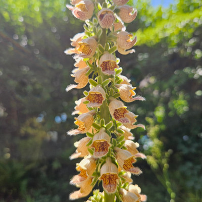 Digitalis ferruginea 20250630_110656.jpg