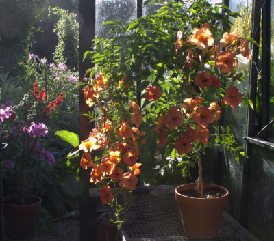 Campsis grandiflora.jpg