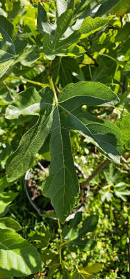 Black Donov Blatt