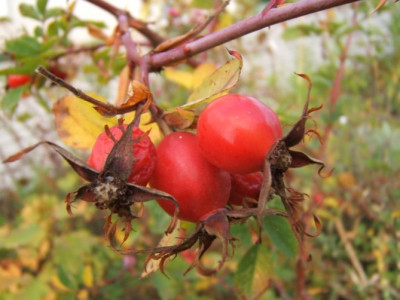DSCF9156.JPG