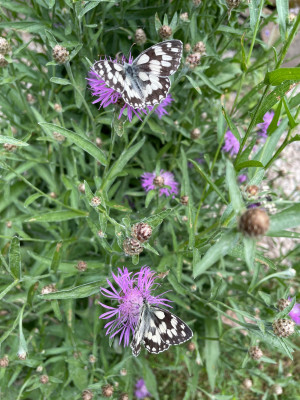 IMG_6740.jpeg
