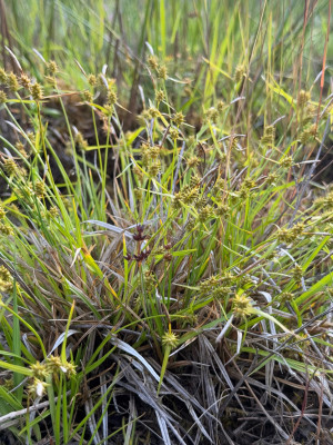 Carex demissa - Grünliche Gelbe-Segge