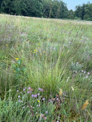 Nardus stricta Borstgras, Erica Tetralix im Vordergrund