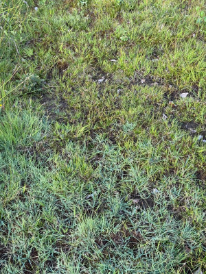Carex panicea Hirse-Segge ( das bläuliche)