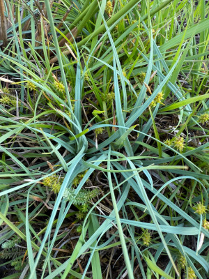 Carex pannicea