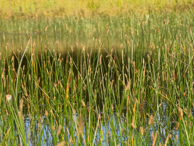 Eleocharis palustris