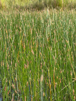 Eleocharis palustris