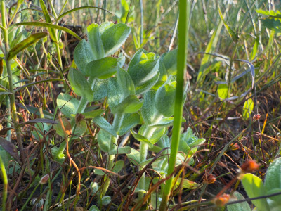 Hypericum elodes - Sumpf-Johanniskraut