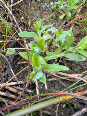 Myosotis laxa - Rasen-Vergissmeinnicht