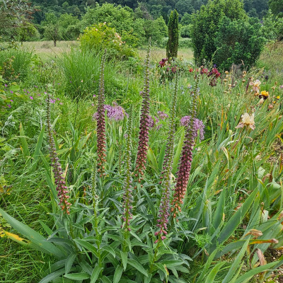 Digitalis Parviflora Blick auf Eiben 20240524_140445.jpg