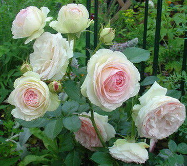 Eden_Rose6_80kB.jpg
