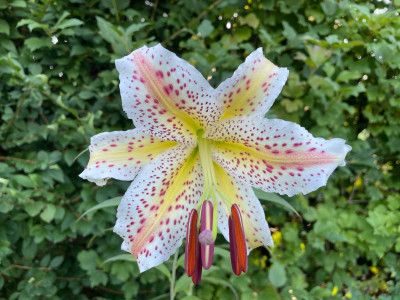 Lilium auratum Juli 2025.jpg