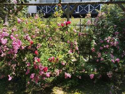 Die hier auf der Pergola muss auch geschnitten werden, da die Pergola links zum Teil kollabiert ist. Da ist uebrigens etwas Rotes in der Mitte.