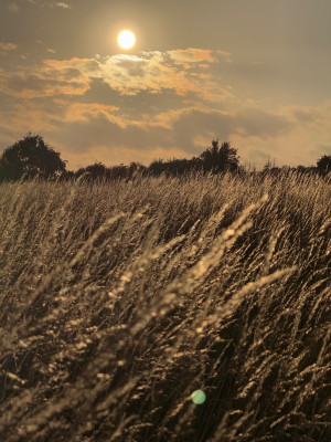 Wiese in der Abendsonne
