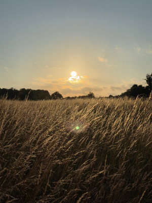 Wiese in der Abendsonne