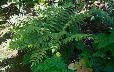 Cyrtomium-fortunei-Jul0125_044.jpg