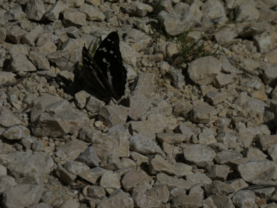 P1050156.JPG