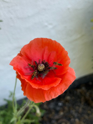 IMG_3155.jpeg