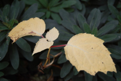 Kirengeshoma_0334.jpg